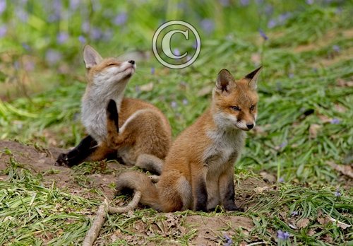 Red Fox Cubs 4 DMO261